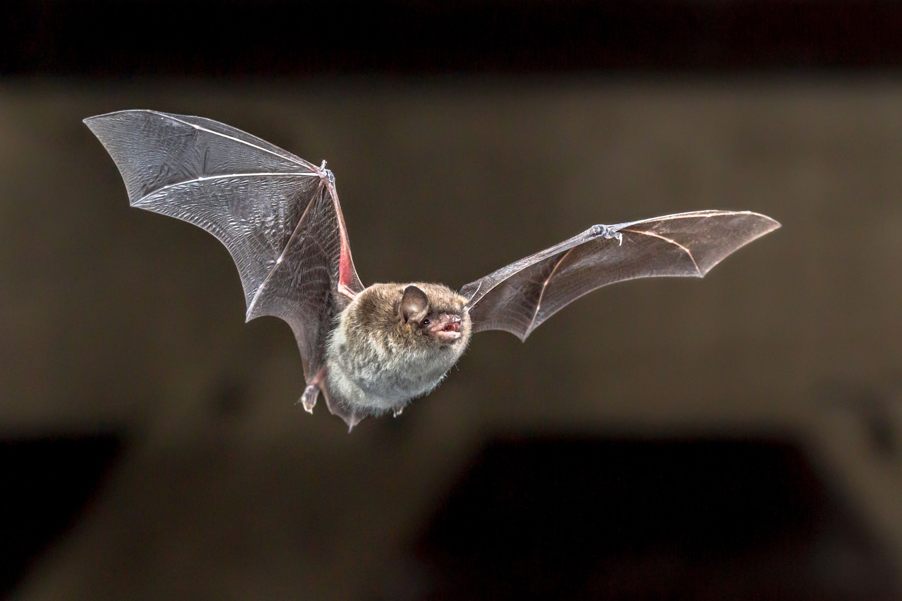 bat