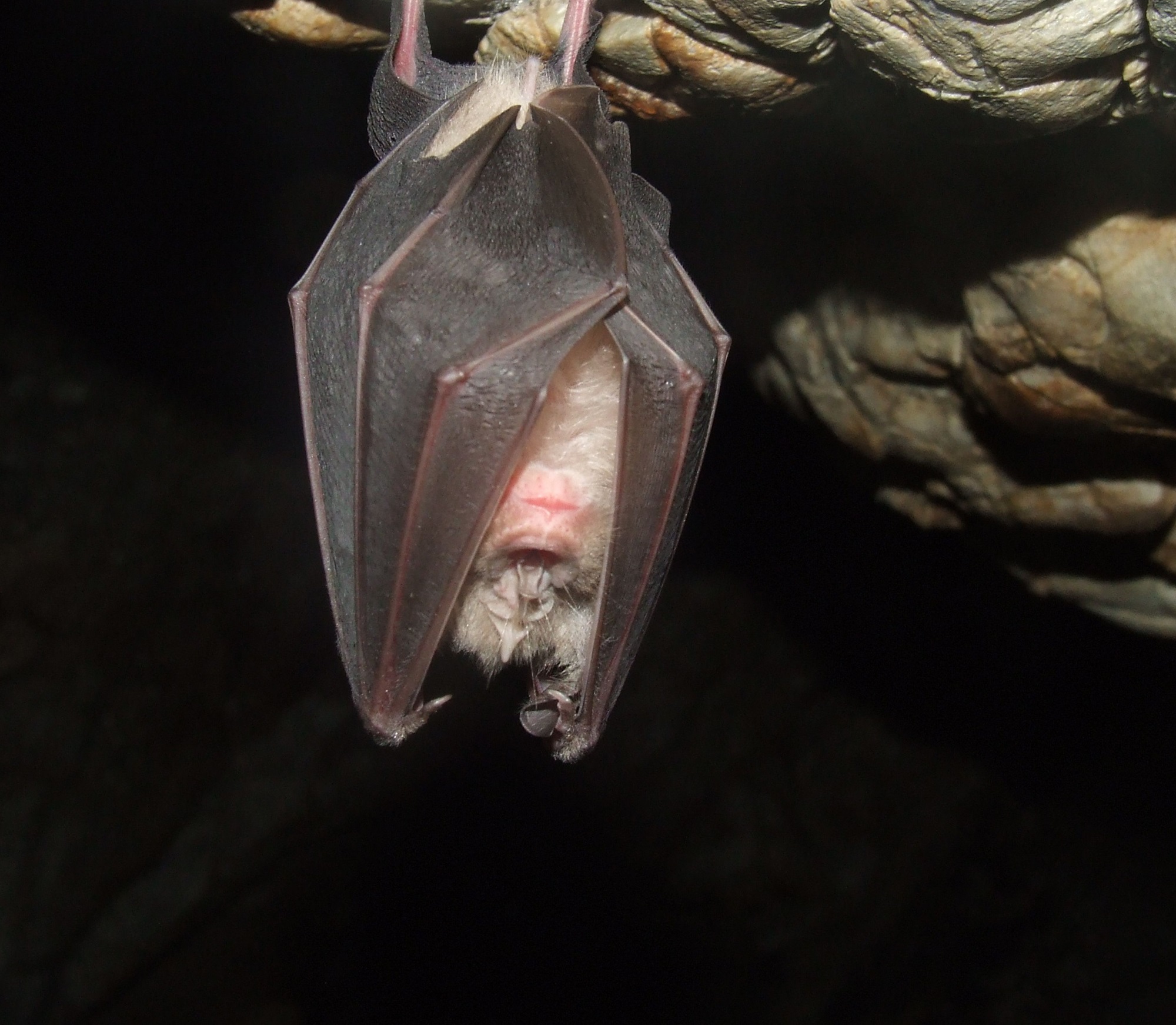bat4 (2)
