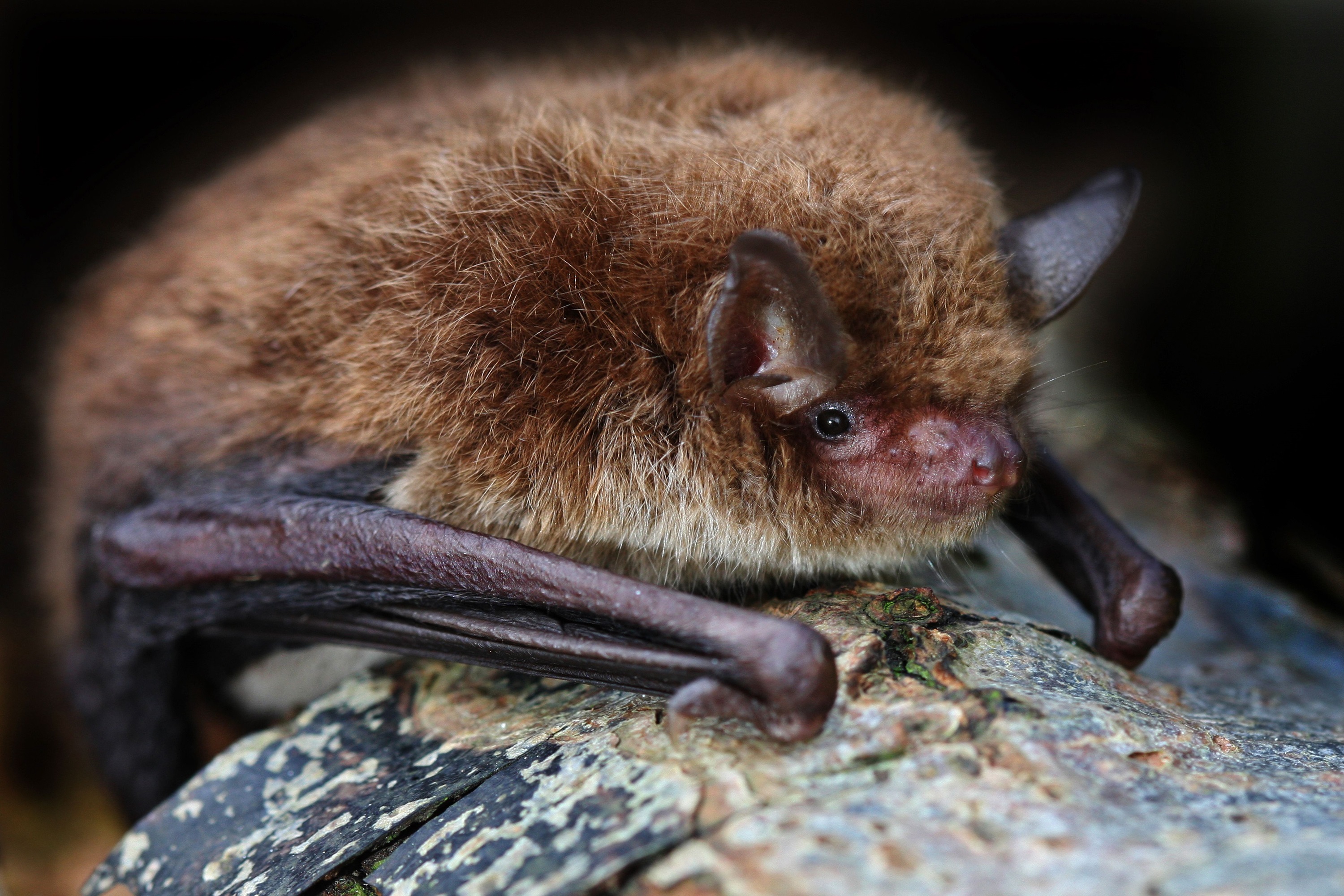 bat5